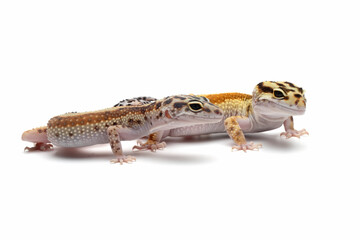 a pair of Eublepharis macularius red stripe closeup on isolated background