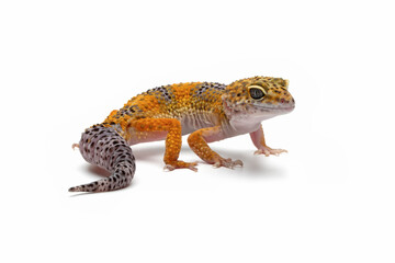 Eublepharis macularius wild type female closeup on isolated background