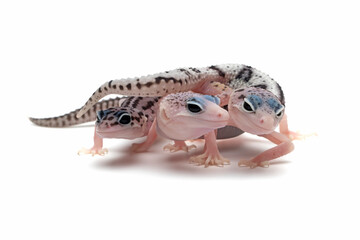 Baby eublepharis macularius closeup on isolated background