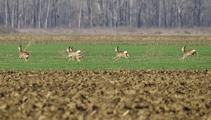 Herd of deers running in the fields of Serbia.