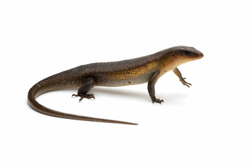 Eutropis multifasciata lizard on isolated background, Eutropis multifasciata lizard male