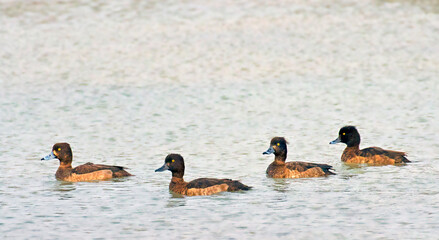 Four female tufted ducks (or tufted pochards), a small diving duck, swimming at the Eskibaraj Dam Lake on Seyhan river in Adana
