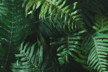 Nature jungle background made of green tropical leavs. Flat lay. Creative summer idea. Nature concept.