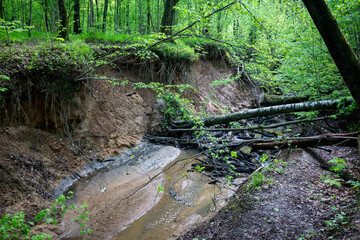 Erosion of clay soil in the forest as a result of erosion by water flow, the formation and growth...