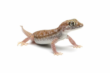Naklejka premium Sand gecko closeup on white background, Sand gecko on isolated white background