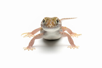 Sand gecko closeup on white background, Sand gecko on isolated white background