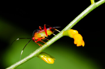 Looking through a macro lens. Serious Macro Photography Details. Interesting facts are revealed with good quality lens and digital camera and most important a pair of steady hands with keen interest