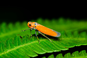 Looking through a macro lens. Serious Macro Photography Details. Interesting facts are revealed with good quality lens and digital camera and most important a pair of steady hands with keen interest