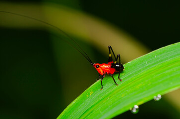 Looking through a macro lens. Serious Macro Photography Details. Interesting facts are revealed with good quality lens and digital camera and most important a pair of steady hands with keen interest