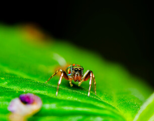 Looking through a macro lens. Serious Macro Photography Details. Interesting facts are revealed with good quality lens and digital camera and most important a pair of steady hands with keen interest