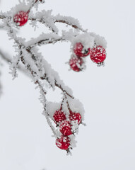 Snow covered tree branch with red berries.