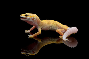 Eublepharis macularius sunglow lemon frost enigma juvenile closeup on black background