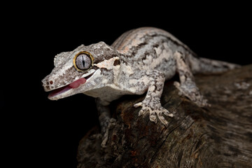 Gargoyle gecko closeup on wood with isolated background, Gargoyle gecko lizard on wood