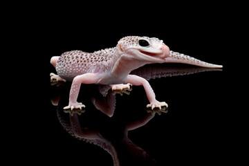 Eublepharis macularius pied male closeup on isolated background