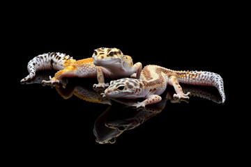 a pair of Eublepharis macularius red stripe closeup on isolated background