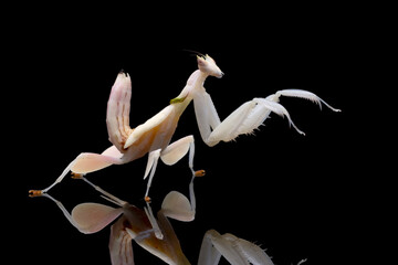 Beautiful orchid mantis closeup on reflection, Orchid mantis on isolated background - obrazy, fototapety, plakaty