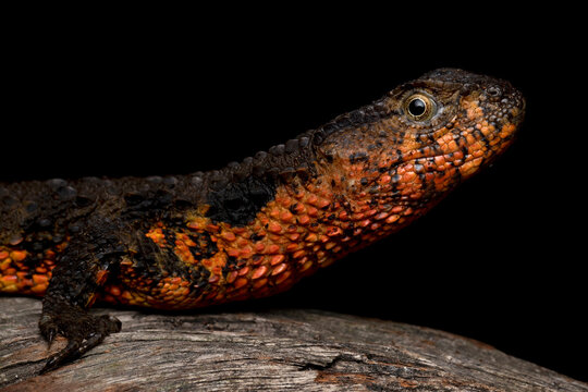 Chinese Crocodile Lizard (Shinisaurus Crocodilurus) closeup on isolated background. Chinese Crocodile Lizard closeup head