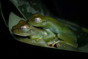 Rhacophorus dulitensis closeup on green leaves