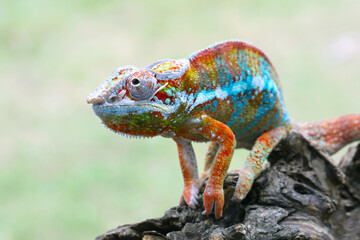 Chameleon panther on wood, chameleon panther closeup with natural background