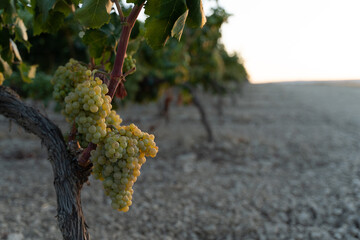 bunch of grapes on the vine at sunset © Jorge B Pratscher