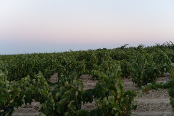 Fototapeta na wymiar vineyard at sunset in La Rioja Spain