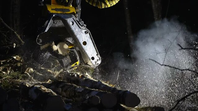 Cleaning and cutting of logs using the tree harvester with the logs falling on the forest ground in Estonia