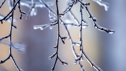 Icicles on icy tree branches. temperature swing season and winter weather in autumn