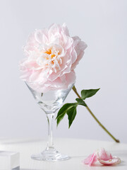 pink flower peony