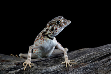 Scorpion Tailed Gecko 