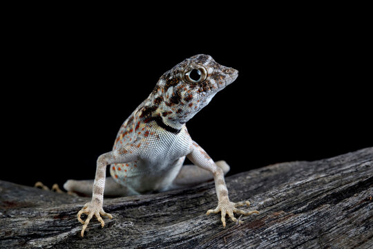 Scorpion Tailed Gecko "Pristurus carteri", Scorpion tail gecko closeup on wood
