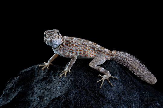 Scorpion Tailed Gecko "Pristurus carteri", Scorpion tail gecko Closeup on stone with isolated background