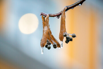 Fototapeta premium Icicles on the ice branches of a linden tree. season of temperature changes and winter weather in autumn