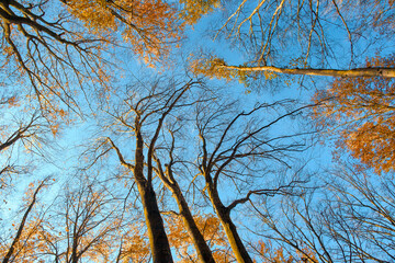 Forest beeches on a sunny autumn day. Bright red foliage against the background of bare branches and a blue cloudless sky