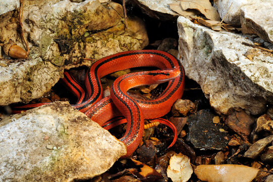 Red Bamboo Snake // Rote Bambusnatter (Oreocryptophis porphyraceus coxi)