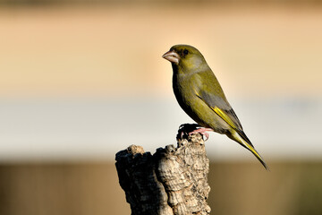 verderón europeo o verderón común posado en un tronco con fondo ocres y verdes (Chloris...