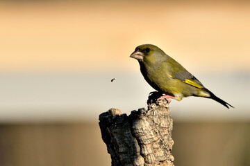verderón europeo o verderón común posado en un tronco con fondo ocres y verdes (Chloris chloris)​ Málaga Andalucía España	