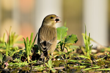 verderón europeo o verderón común posado en el suelo (Chloris chloris)​ Málaga Andalucía España	