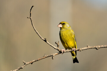verderón europeo o verderón común posado en una rama con fondo ocres y verdes (Chloris chloris)​ Málaga Andalucía España	