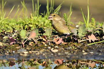 verderón europeo o verderón común hembra en el estanque bebiendo y con fondo ocres y verdes (Chloris chloris)​ Málaga Andalucía España	