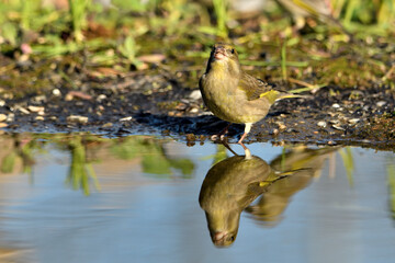 verderón europeo o verderón común hembra en el estanque bebiendo y reflejada en el agua (Chloris chloris)​ Málaga Andalucía España	