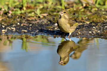 verderón europeo o verderón común hembra en el estanque bebiendo y reflejada en el agua (Chloris chloris)​ Málaga Andalucía España	 