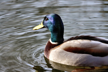 Duck