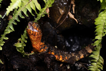 Chinese Crocodile Lizard (Shinisaurus Crocodilurus) closeup on isolated background. Chinese Crocodile Lizard closeup head