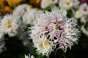 晩秋の菊　白色
