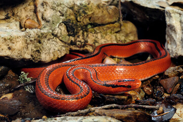 Red Bamboo Snake // Rote Bambusnatter (Oreocryptophis porphyraceus coxi)