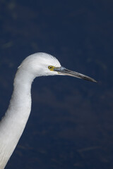 東京都／杉並／善福寺公園／コサギ