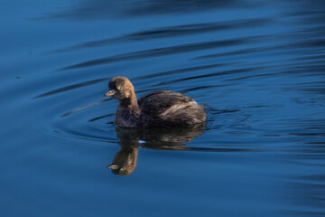 東京都／杉並／善福寺公園／カイツブリ