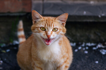 Close up cute red cat with green eyes walking on the street. Stray animal.