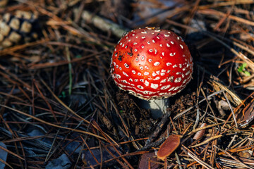 Fly agaric mushroom with red hat growing in a forest