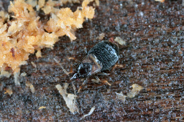 A small bug overwintering under the bark of a dead tree.